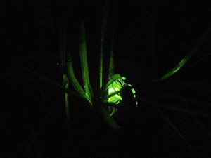 Foto: juergen.mangelsdorf Firefly Glühwürmchen Lampyris noctiluca 120601 118.jpg via photopin (license)