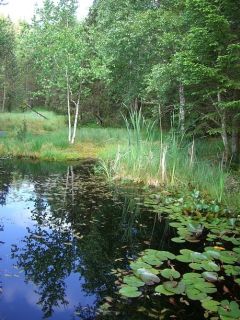 Tümpel, See und Teich Wo ist der Unterschied?