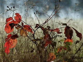 Wo sind die Schmetterlinge im Winter?