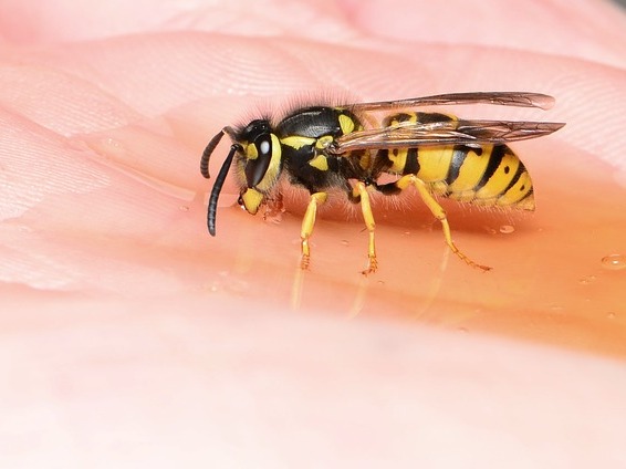 Tiere, die wie Wespen aussehen