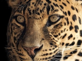 versterking Gepland Verblinding Jaguar, Leopard, Gepard – Wo ist der Unterschied? 
